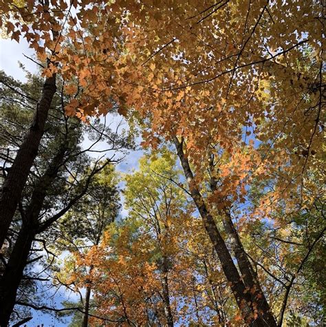A Fall Celebration In The Northwoods — Old Growth Forest Network