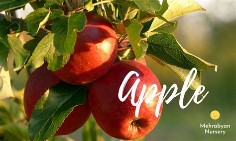 It is best to buy a growing tree from a nursery and transplant into your garden. Seven Fast Growing Fruit Trees - Mehrabyan Nursery