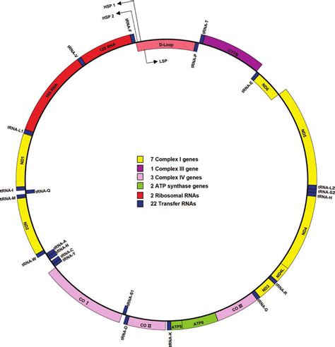 Human Mitochondrial Genome Map Download Scientific Diagram