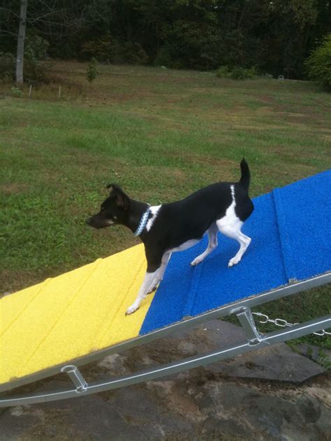 How To Rubberize Dog Agility Contact Equipment Dog Agility Training