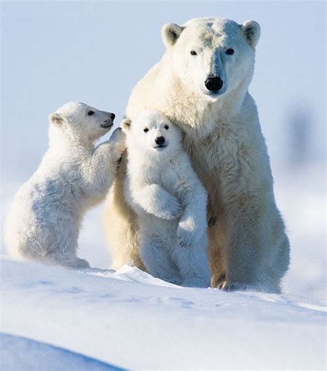 Polar Bear And Her Cubs Bears Pinterest Snow Chang