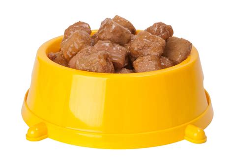 Dry Dog Food Or Wet Dog Food Daily Care Of A Dog Dogs Guide