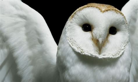 15 Stunning Pictures of White Animals