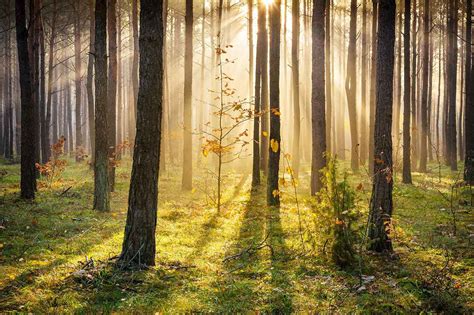 Sun Rays Through The Forest Wallpaper Mural For Sale At Bouf Forest