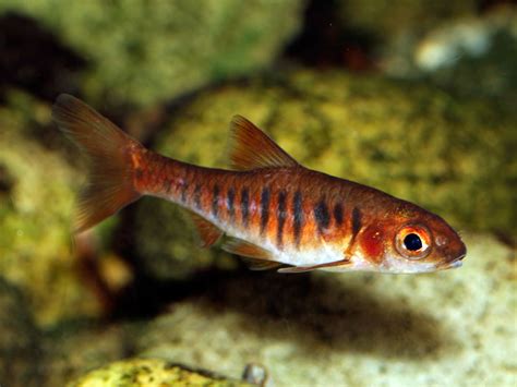 African Banded Barb Barbus Fasciolatus — Fish Tanks And Ponds