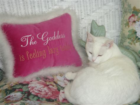 My White Kitty Sweetie Girl The Goddess Is Feeling Lazy Cute Cats