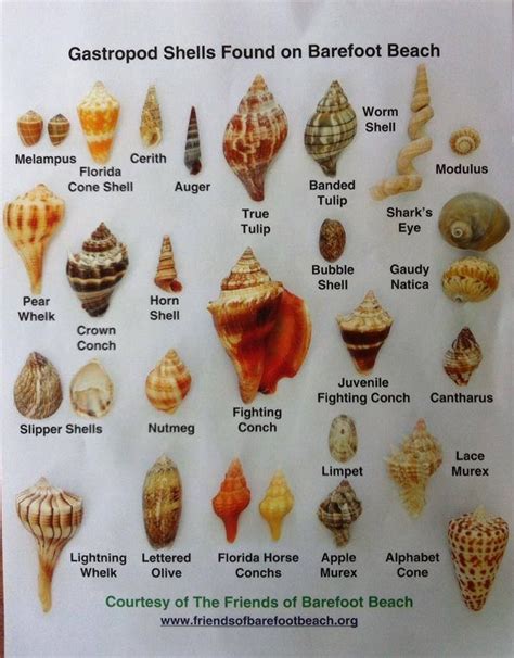 Shell identification | Shells, Types of shells, Sea shells