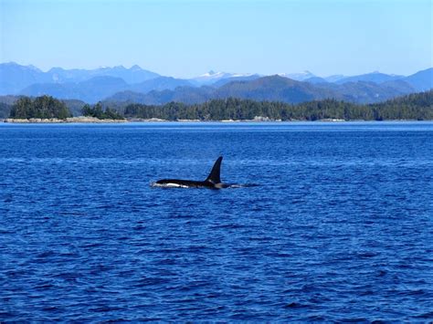 West Coast Whale Watching