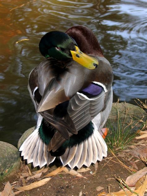 Yoga Duck Animal And Insect Photos A Touch Of Color