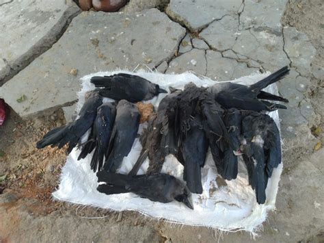 Déjà Vu In Sambhar Over 49 Crows Die In 3 Days Samples Sent To Bhopal