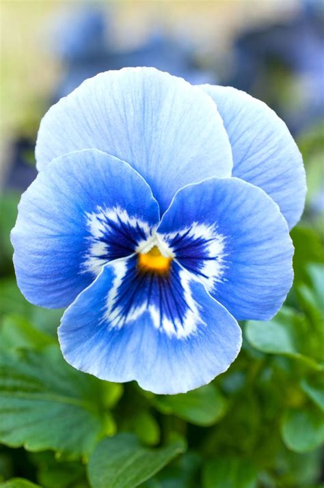 Blue Pansy Pansies Flowers Flower Painting Flowers Photography