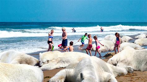 Thousands Of Polar Bears Washing Up On Nations Beaches