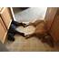 Two Dogs Form A Heart With Their Paws Fill Us Up Love PHOTO