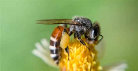 Webinar Wild Pollinators And Beneficial Insects Ausveg