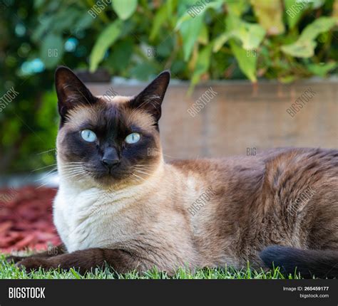 Siam Cat Portrait Blue Image And Photo Free Trial Bigstock