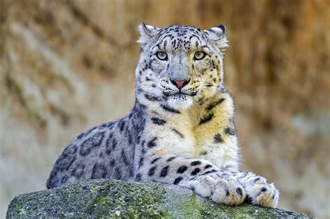 Fondos De Pantalla Grandes Felinos Leopardo De Las Nieves Contacto