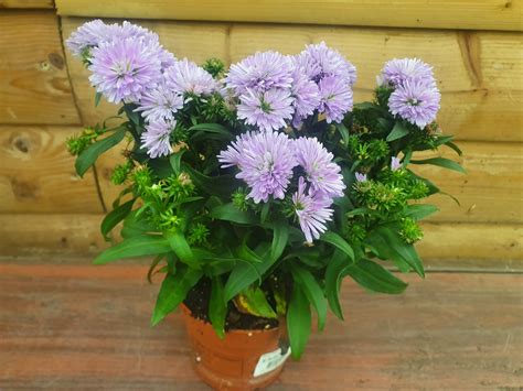 Bedding Aster 105cm Pot Mixed Colours Beechmount Garden Centre