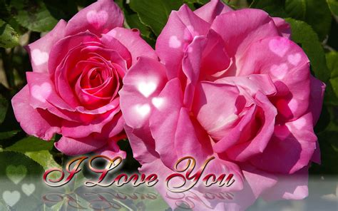 Rosa Bild Pink Rose I Love You Wallpaper