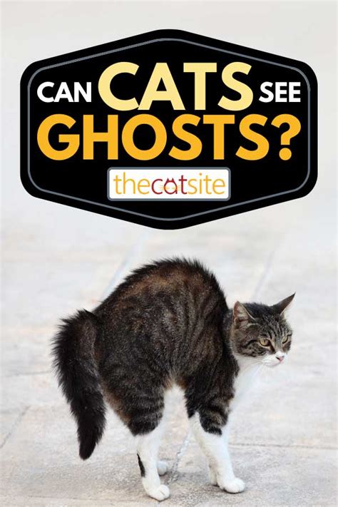 Can Cats See Ghosts? Hair-raising stories from our members ...