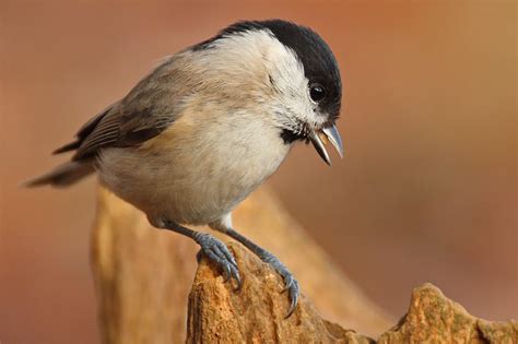 Die meisten gartenvögel gehören alle zur familie der meisen der finken und der drosseln. Leicht zu verwechseln: Vögel bestimmen im Winter - NABU