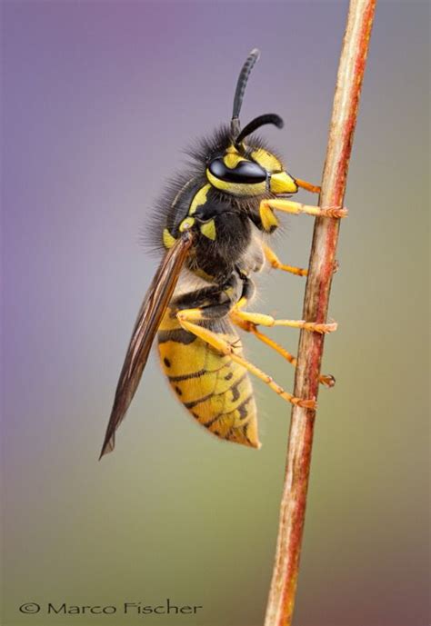 Macro Wasp Beauty By Marcofischer Euphoria Wasp Macro