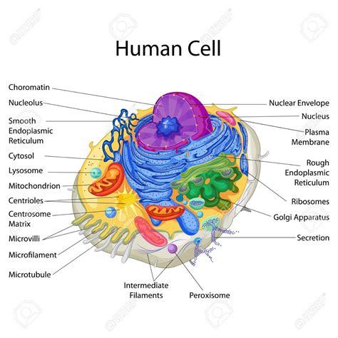 Basic Biology Articles