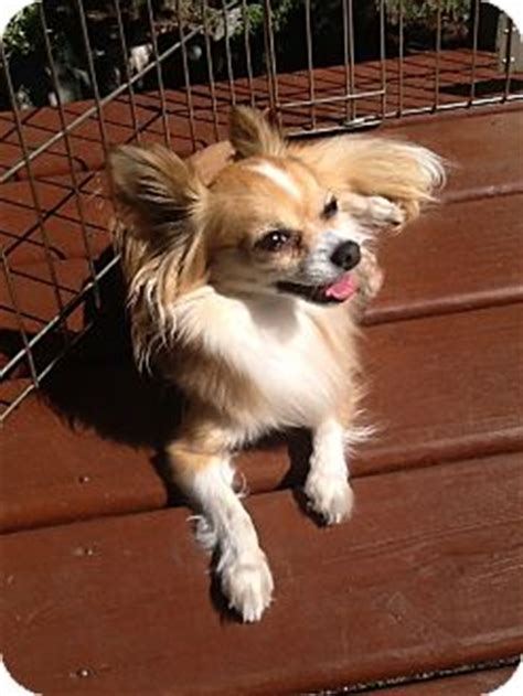 See more ideas about chihuahua mix, chihuahua, papillon. Mia | Adopted Dog | Vancouver, BC | Chihuahua/Papillon Mix