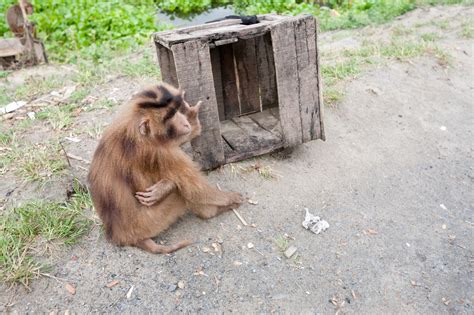 Monkey With A Box Imb