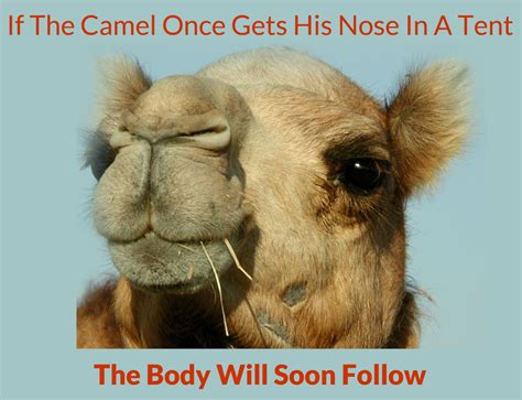 Camel's nose (plural camels' noses). Pin on #StopVTASalesTax