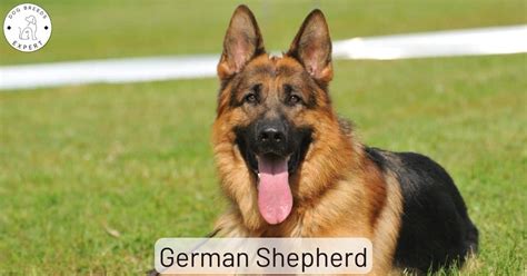 German Shepherd Facts Photos And All The Info You Need