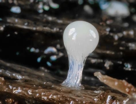 9 Secret Facts About Slime Molds Acorn Naturalists