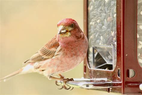 House Finch Or Purple Finch Northeastern Pa Rwhatsthisbird