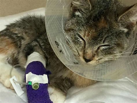 Bella A Severely Injured Kitten Trying To Heal From An Amputation