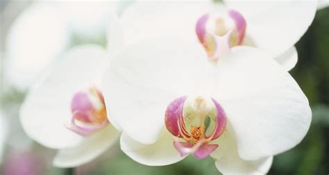 The Meaning Of A White Orchid Our Everyday Life