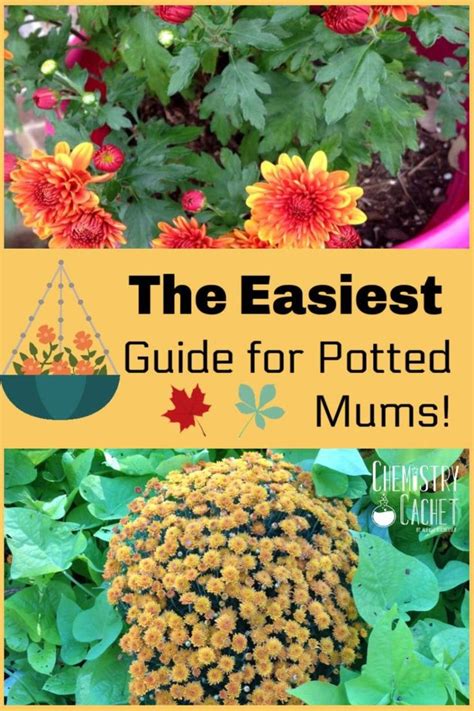 The Easiest Guide For Potted Mums Potted Mums Caring For Mums Fall