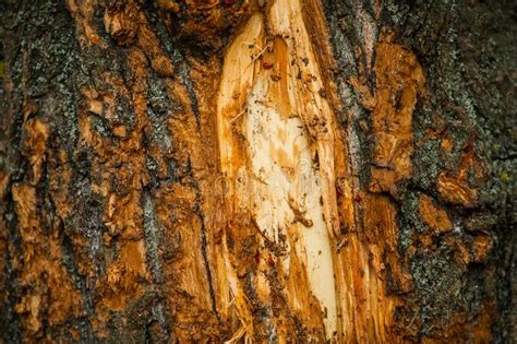 Closeup Of The Bark Of A Birch Tree Bark Of Tree Stock Photo Image