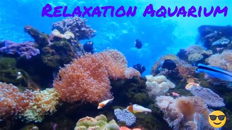 Aquarium Relax Music For Deep Sleep Reading And Study Concentration 🐠