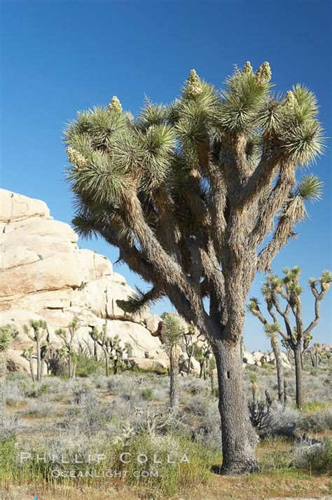 Joshua Tree Yucca Brevifolia Joshua Tree National Park California