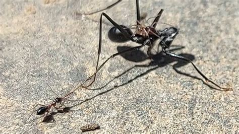 Headless Killer Ant Vs Small Spider Vs Ant Youtube