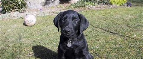 Find hunde labrador formel 1 i 'hunde' | udvid familien med en hund. Labrador retriever Rico (Formel 1) - 2002 - En super sød ...