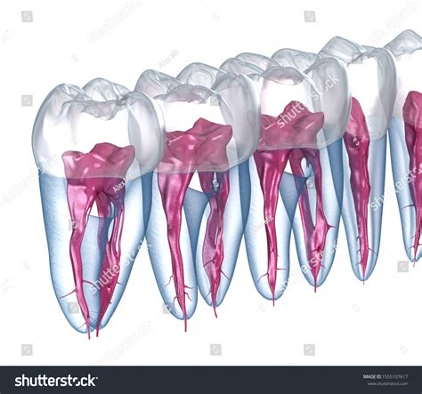 Dental Root Anatomy Xray View Medically Stock Illustration 1555107617 Shutterstock