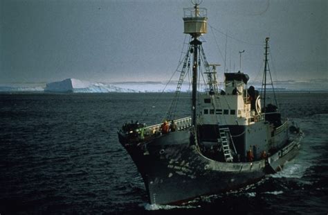 Japanese Fleet Sets Sale For Antarctic Whaling Whale And Dolphin