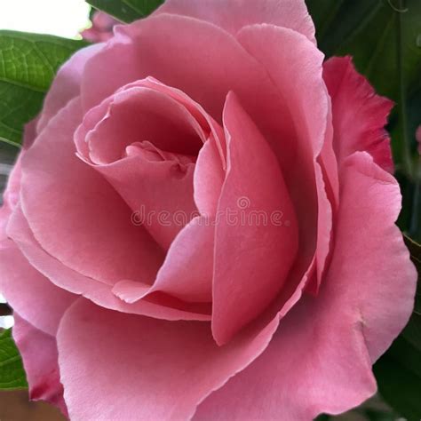 Close Up Side View Of A Blooming Pink Rose Stock Photo Image Of Rose