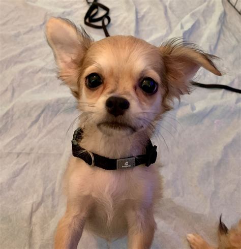 Chihuahua Puppies For Sale Madison Al 330068 Petzlover