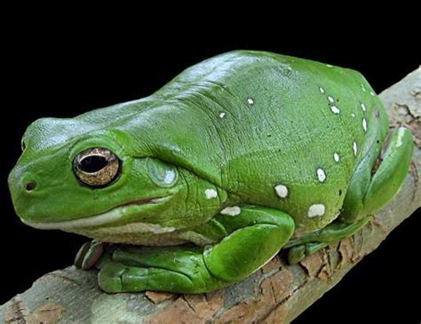 Green Tree Frog Life Expectancy