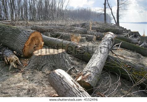 Forest Being Cut Down Stock Photo 4152496 Shutterstock