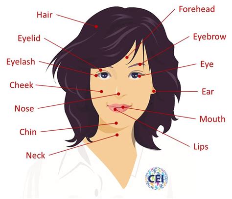 Face Parts Partes De La Cara En Inglés Partes De La Cara Partes De