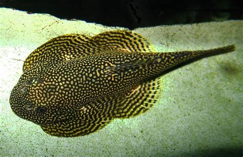 Fs Sewellia Lineolata Sp Spotted Tiger Hillstream Loach