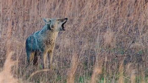 Chicago Area Pet Owners Beware Its Mating Season For Coyotes Youtube