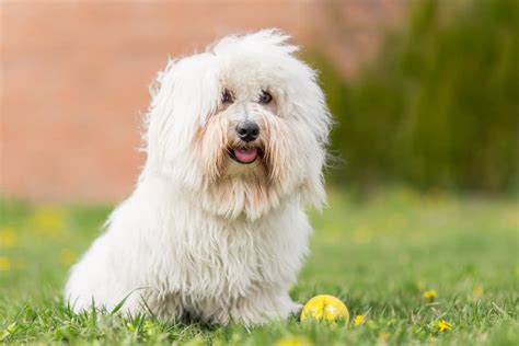 Coton De Tulear Dog Breed Characteristics And Care